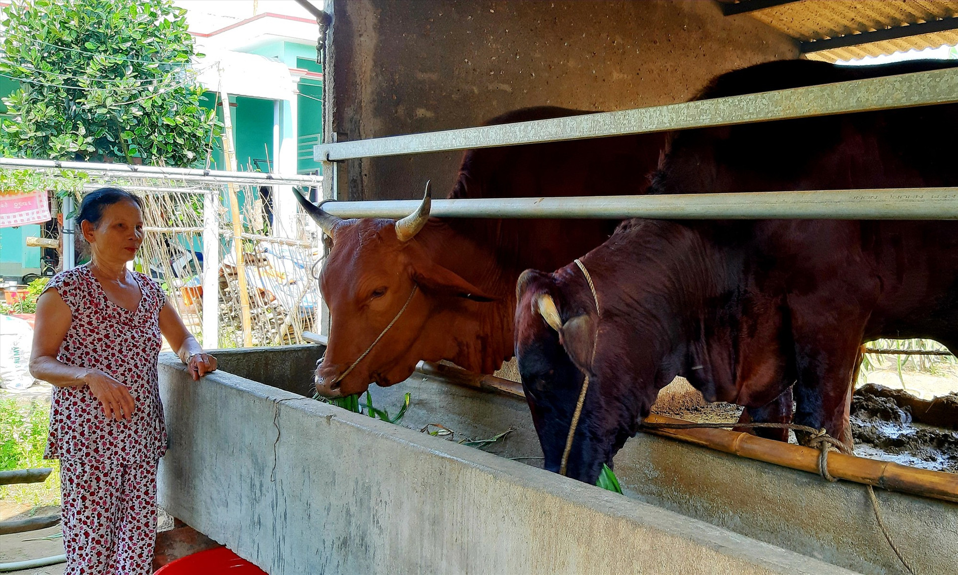 Trước tình trạng dịch LMLM lây lan mạnh, nhiều hộ chăn nuôi trên địa bàn tỉnh nhốt gia súc tại chuồng để ngăn ngừa vi rút gây bệnh xâm nhiễm.