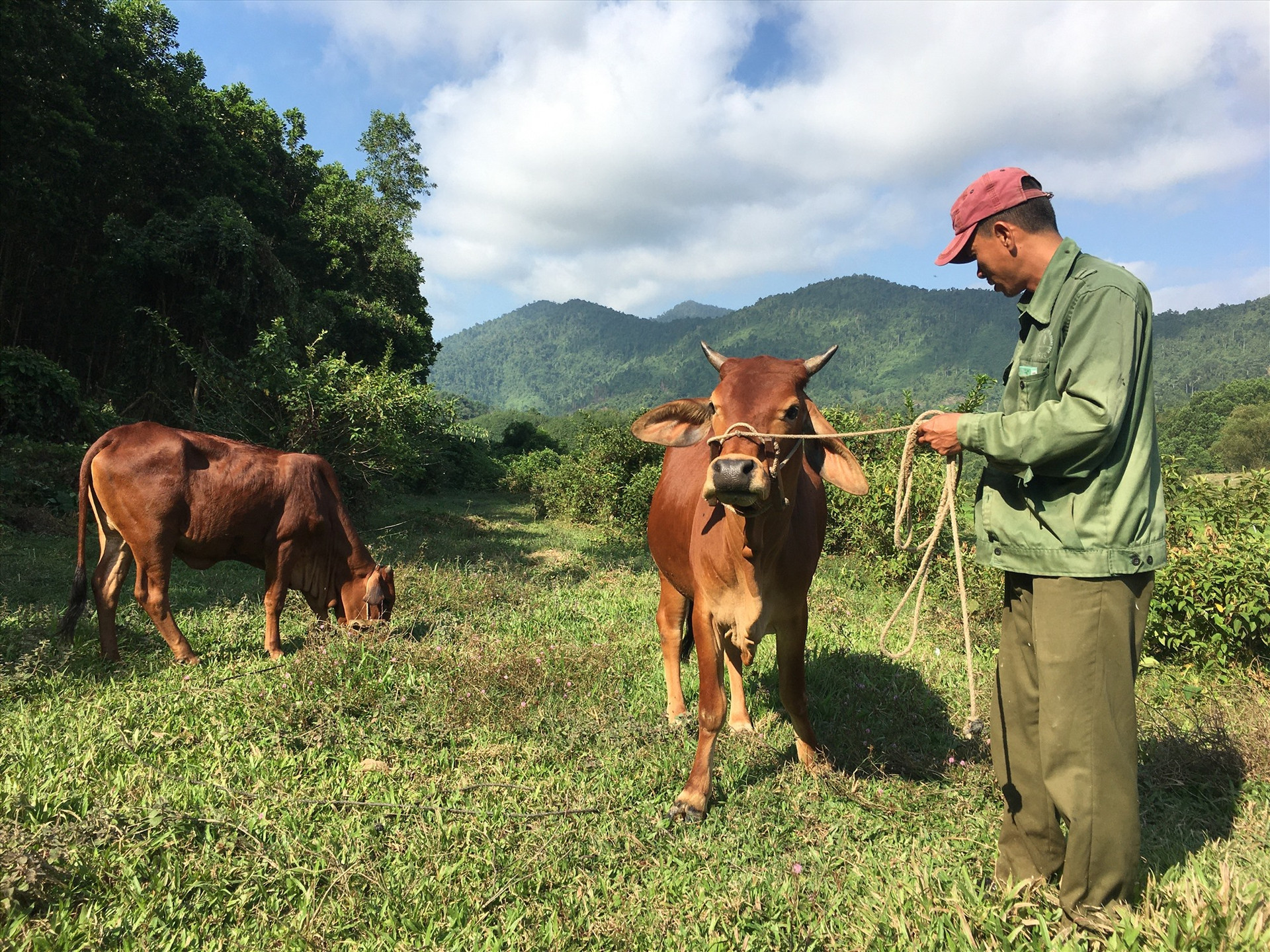Đàn bò của gia đình ông Nguyễn Văn Thành đã được chữa hết bệnh LMLM.