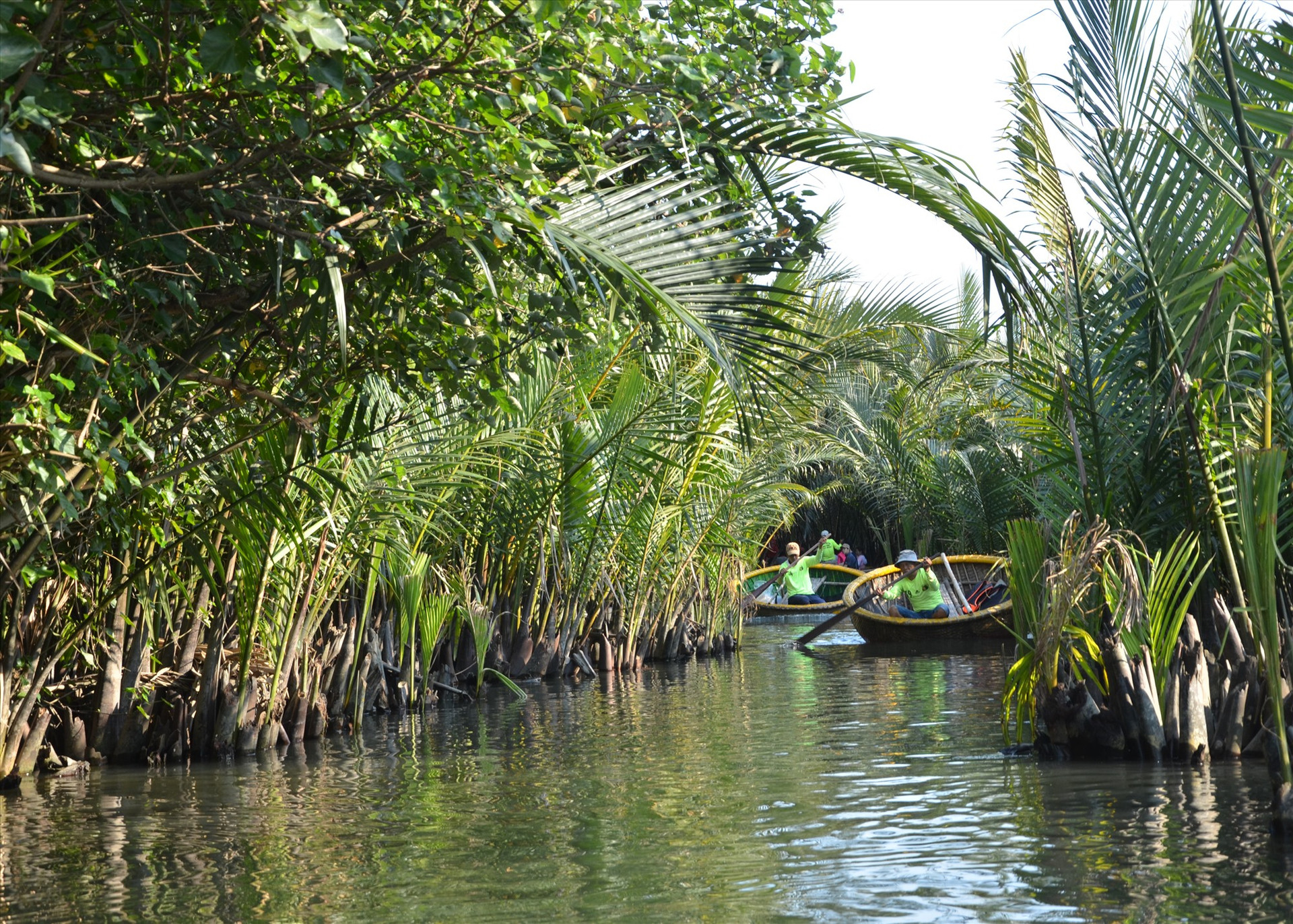 Xã Cẩm Thanh (Hội An) phục hồi rất thành công rừng dừa Bảy Mẫu phục vụ phát triển du lịch, vừa chống sạt lở đất rất hiệu quả. Ảnh: T.H