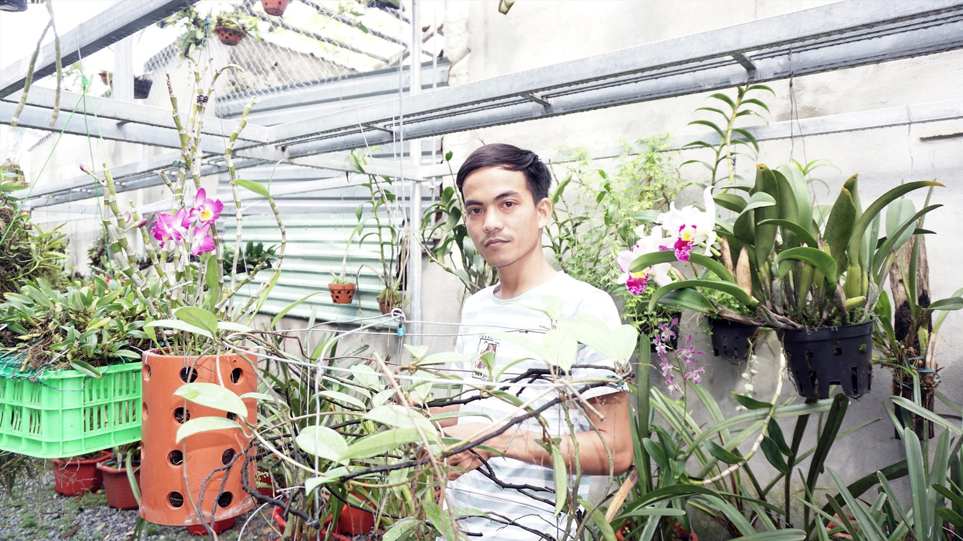 Tôn Thất Tín khởi nghiệp với vườn hoa lan đa sắc màu tại xã Điện Phương, thị xã Điện Bàn. Ảnh: N.Trang