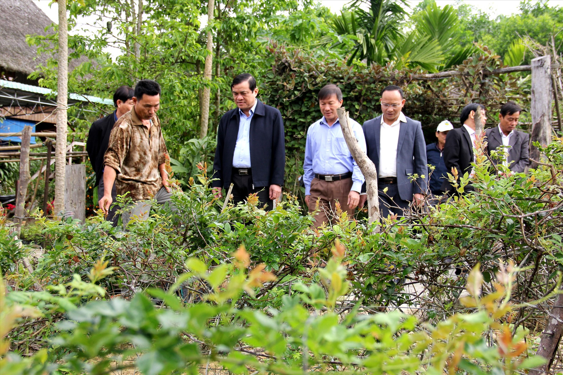 Bí thư Tỉnh ủy Phan Việt Cường cùng đoàn công tác đến thăm mô hình trồng chè dây razéh tại thôn Pa Nan (xã Tư). Ảnh: A.N