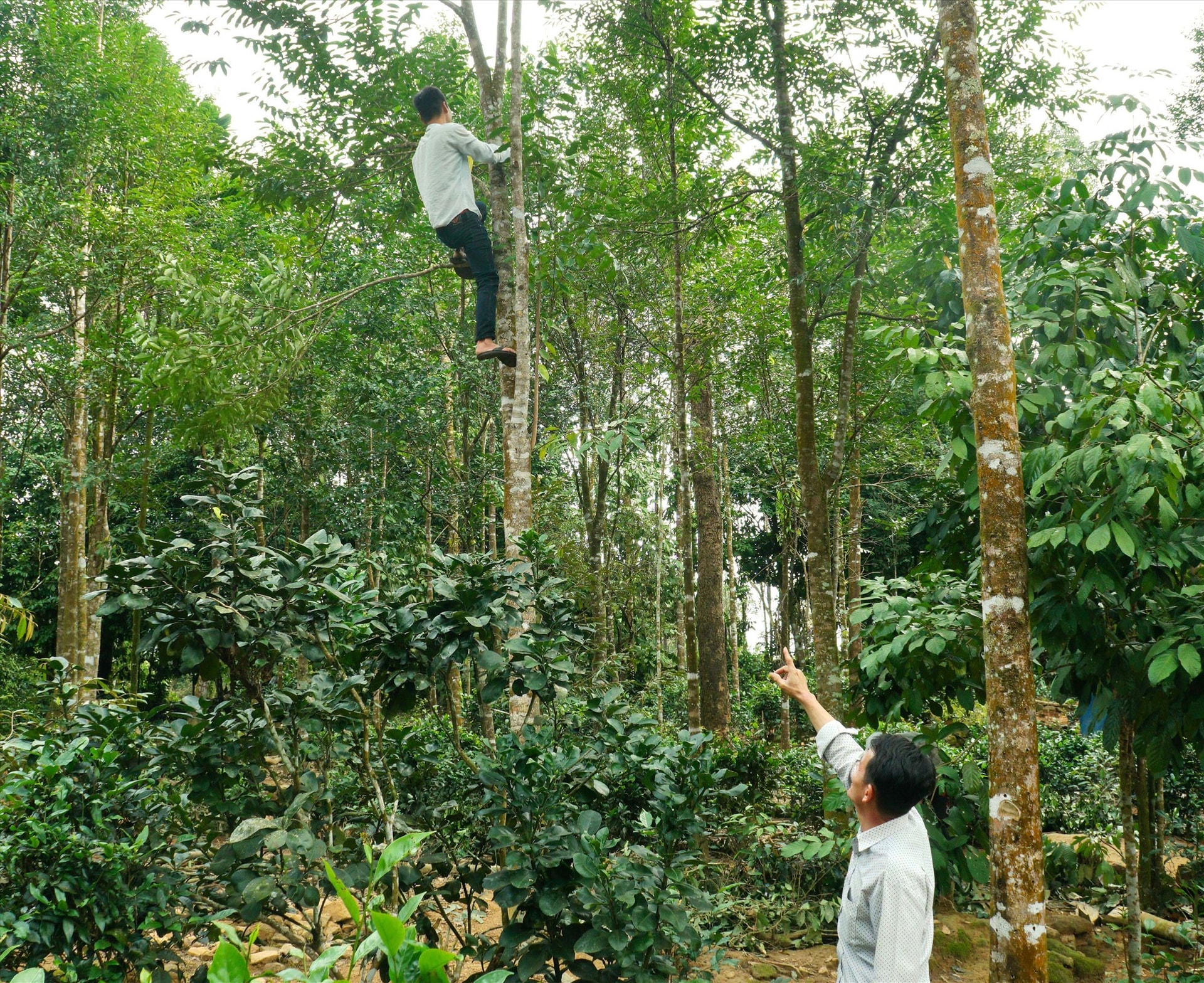 Ông Phan Văn Minh (người đứng dưới đất) nhắc nhở những người lao động tra hóa chất đúng quy trình kỹ thuật. Ảnh: N.Đ.N