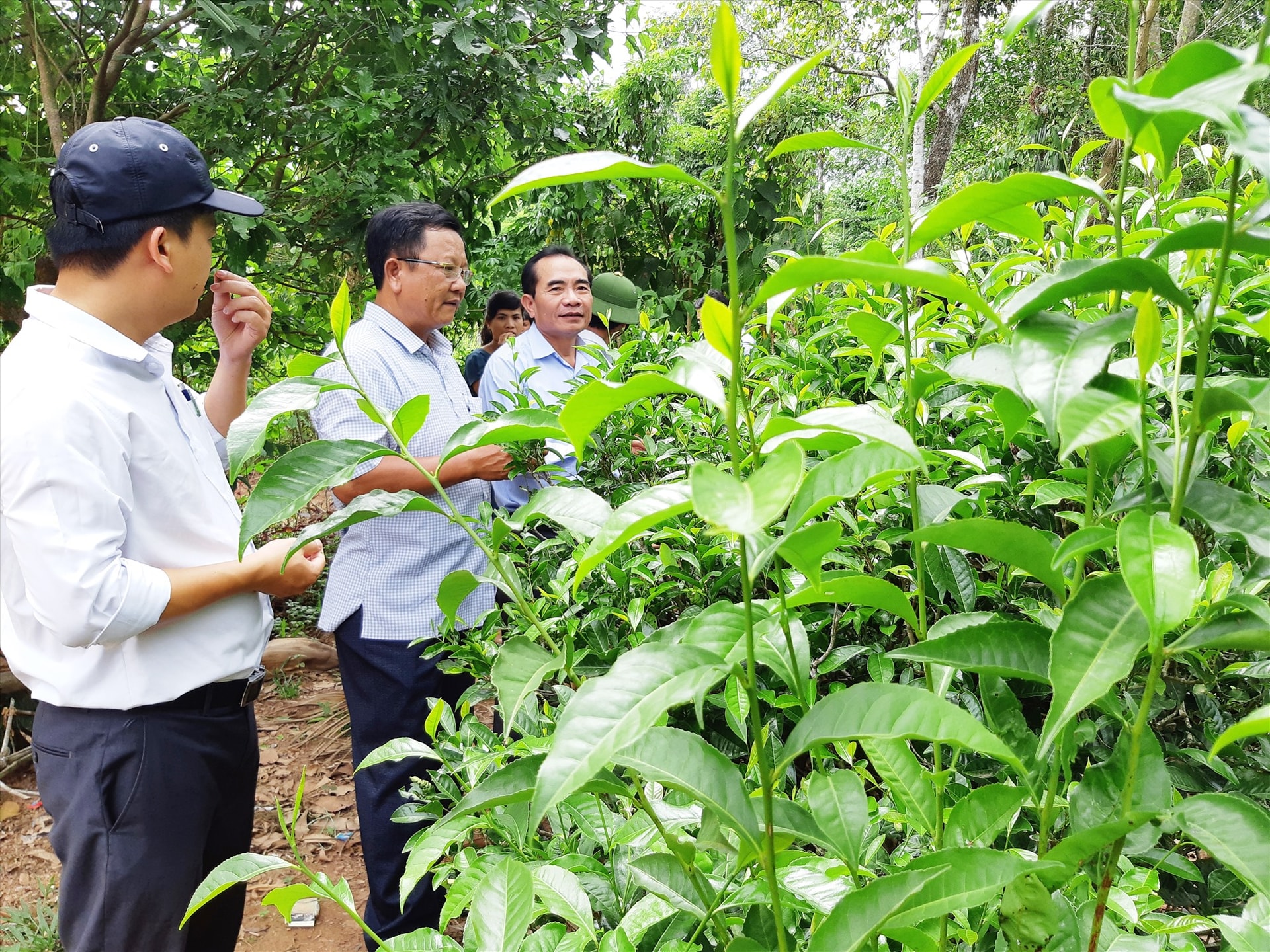 Việc ứng dụng KH-CN thâm canh, nâng cao năng suất cây chè xanh An Bằng đang được Đại Lộc chú trọng. Ảnh: HOÀNG LIÊN