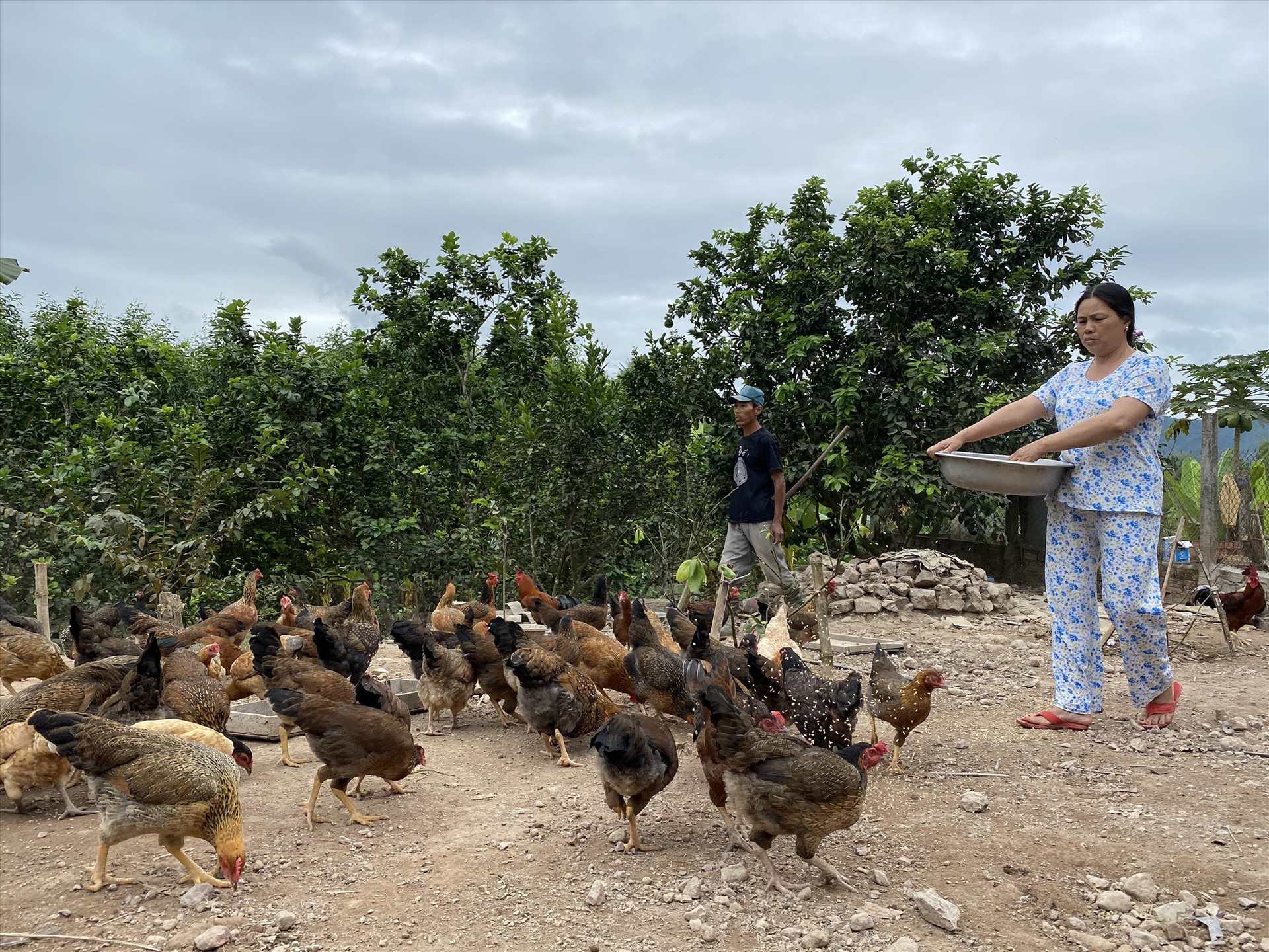 Mô hình giảm nghèo của bà Nguyễn Thị Nhựt thôn Trung Nam, Ảnh: XUÂN LAM
