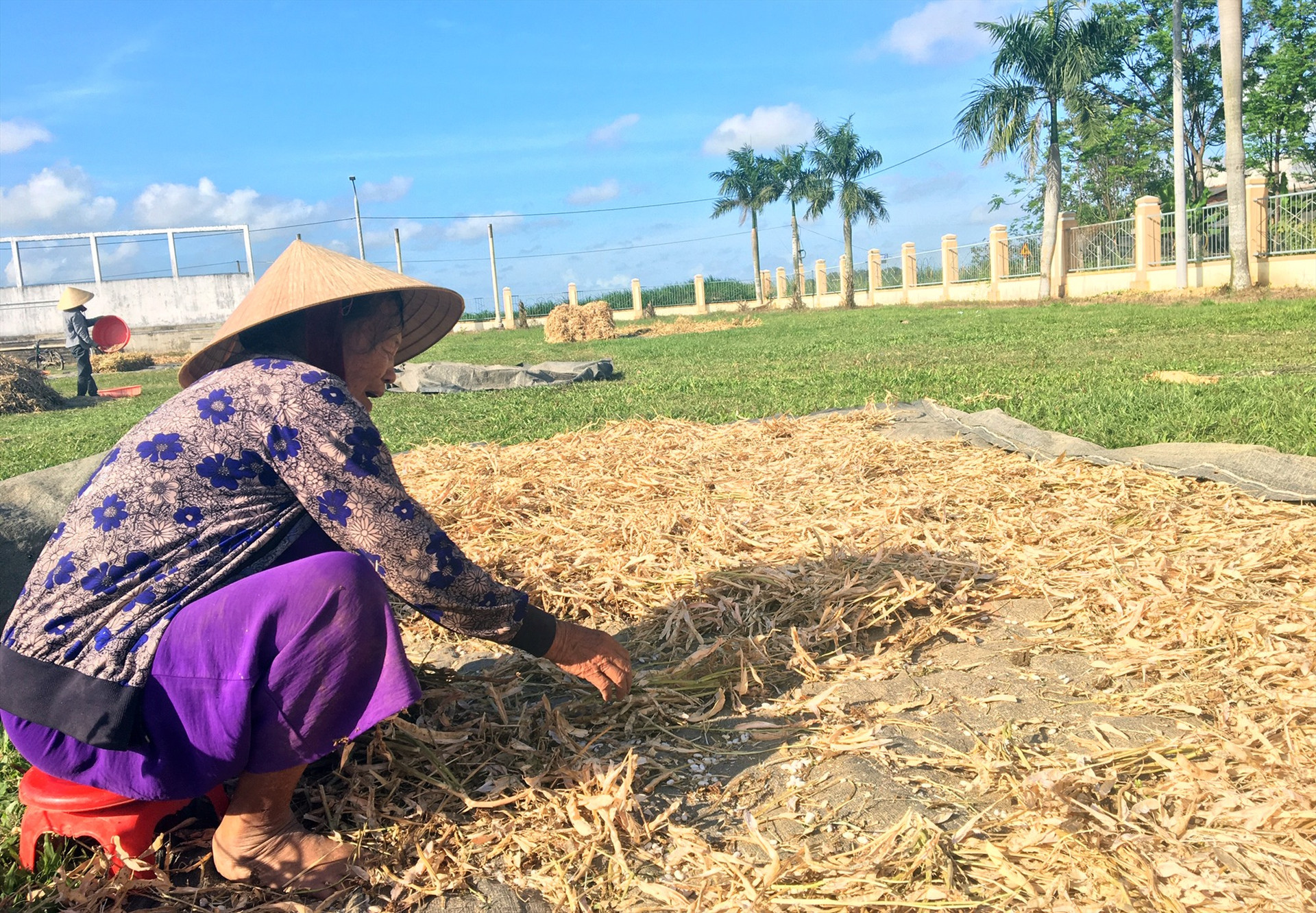Nông dân xã Điện Quang phơi đậu cô ve sau khi thu hoạch. Ảnh: N.TRANG