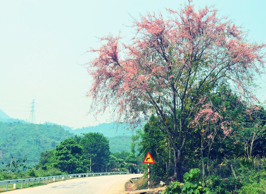 Cung đường đẹp mơ màng qua xã Cà Dy, huyện Nam Giang. Ảnh: Q.T