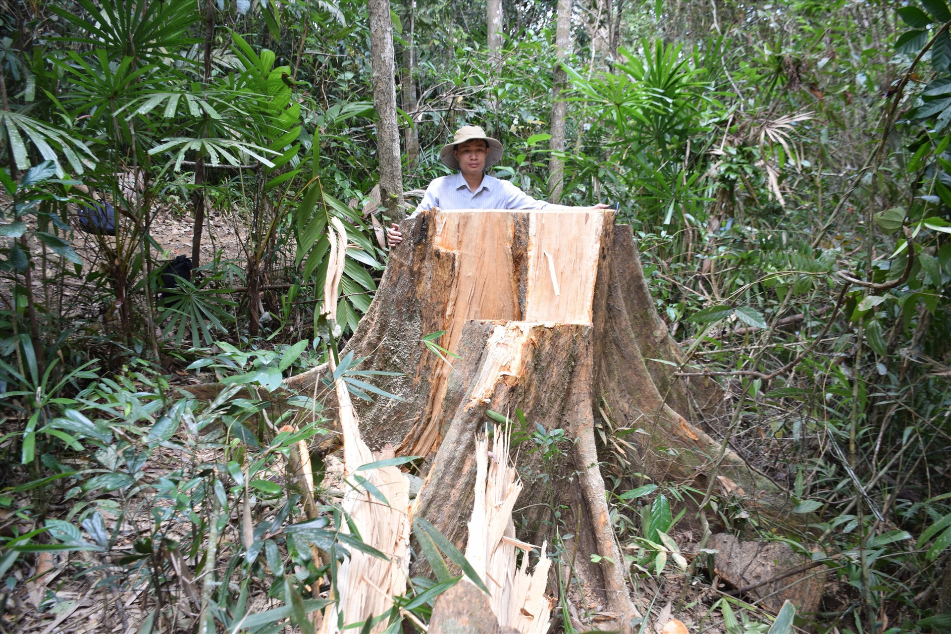 Một cây gỗ lớn ở khu vực rừng đầu nguồn sông Nước Oa, khu vực giáp ranh giữa Trà Tân, Trà Giáp (huyện Bắc Trà My) bị cưa hạ. Ảnh: THANH THẮNG