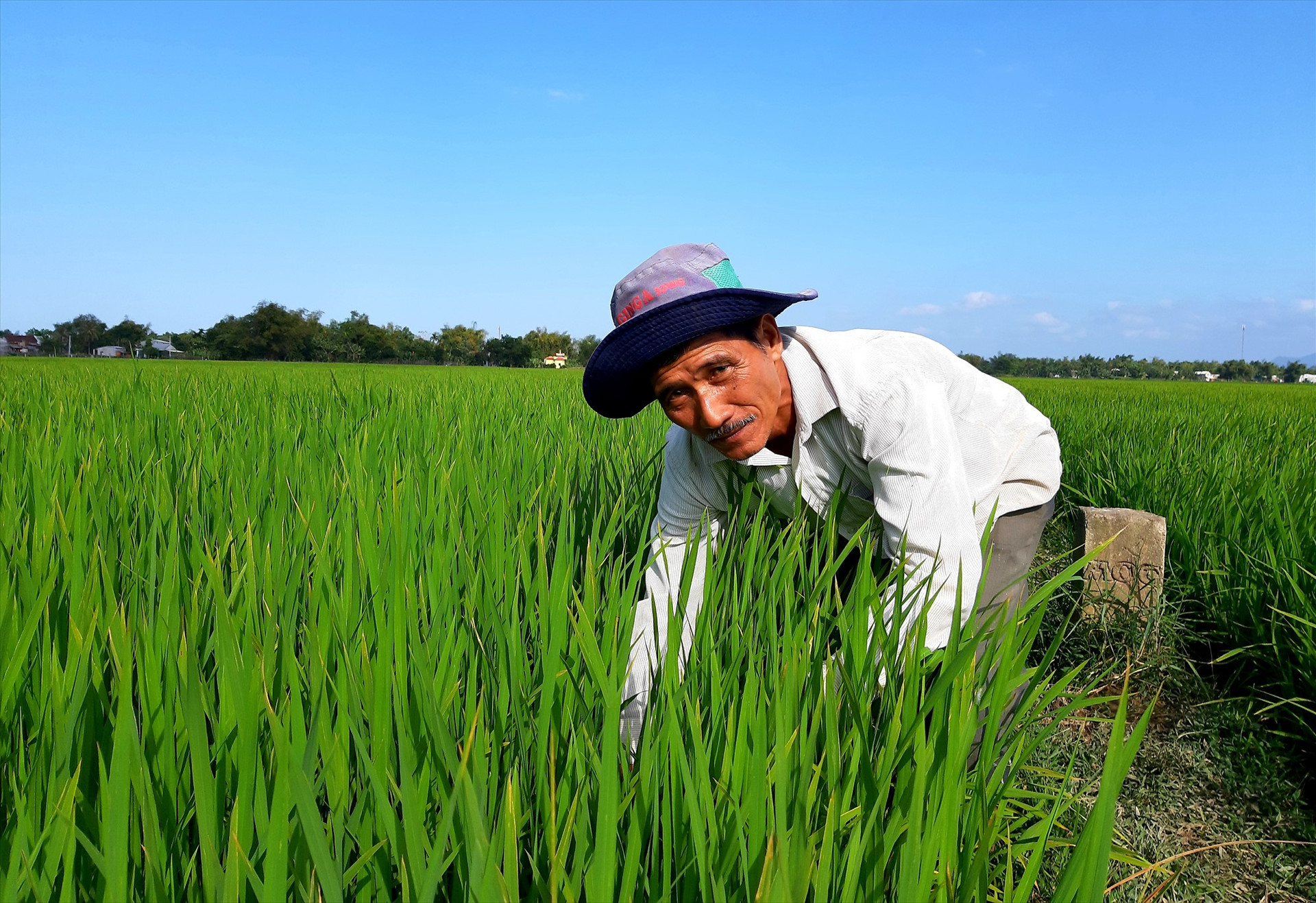 Nông dân xã Đại Minh (Đại Lộc) vạch ruộng lúa để kiểm tra kỹ bệnh đạo ôn nhằm chủ động các biện pháp phòng trừ. Ảnh: TƯ RUỘNG