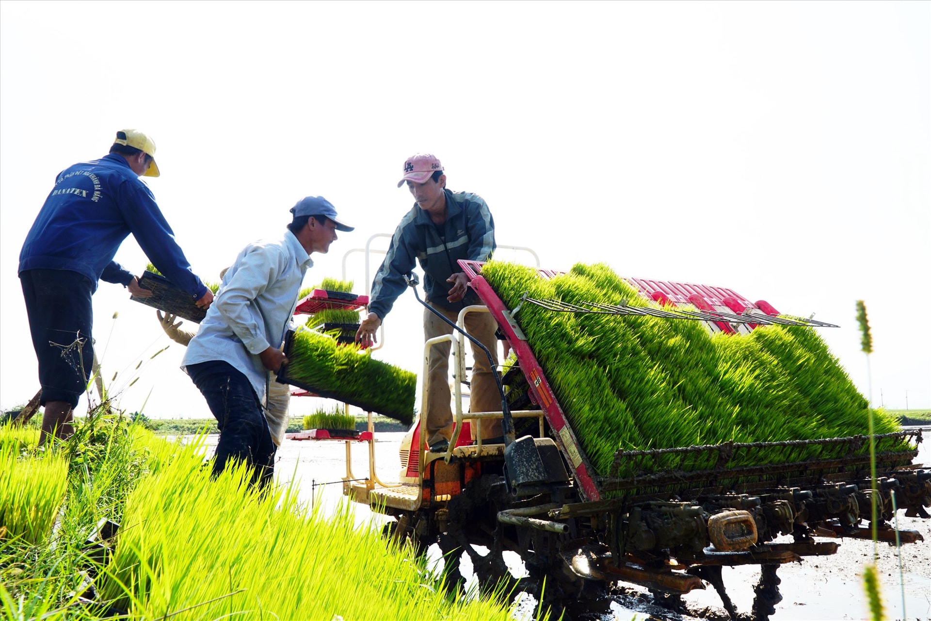 Trong 10 năm qua, Quảng Nam từng bước hiện đại hóa nền nông nghiệp. Ảnh: N.KẾT