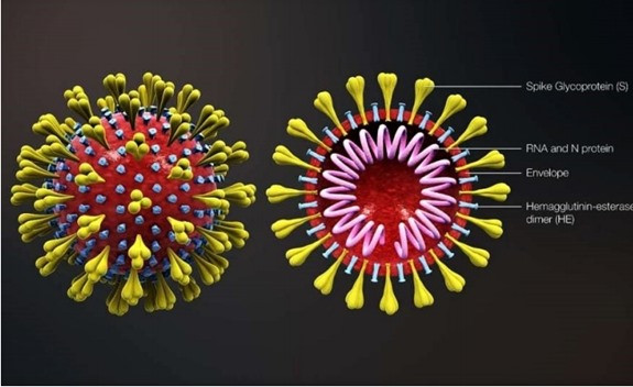 Virus Covid-19 có gai protein S được dùng để bám và xâm nhập vào tế bào đích (Nguồn: Sciencealert).
