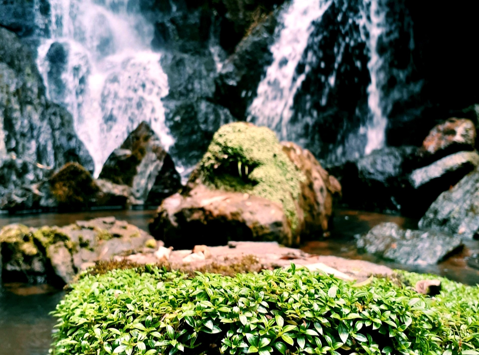 Những cây cỏ dại góp thêm bẻ đẹp của thác nước. Ảnh: N.L