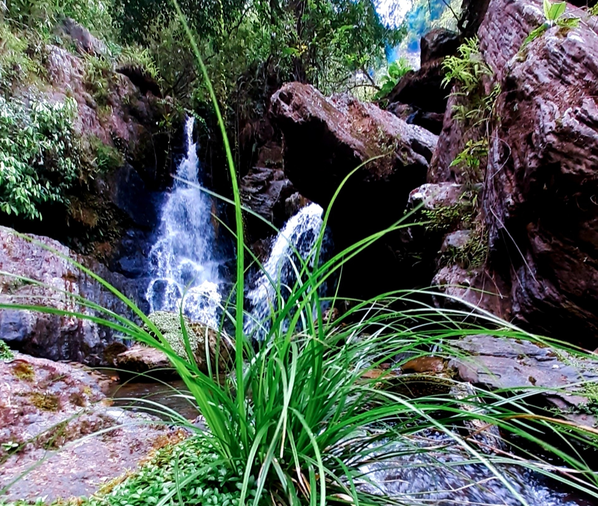 Một bụi lau xanh mướt mọc cạnh dòng suối hiền hòa, tô thêm vẻ đẹp cho thác R'măng. Ảnh: N.L