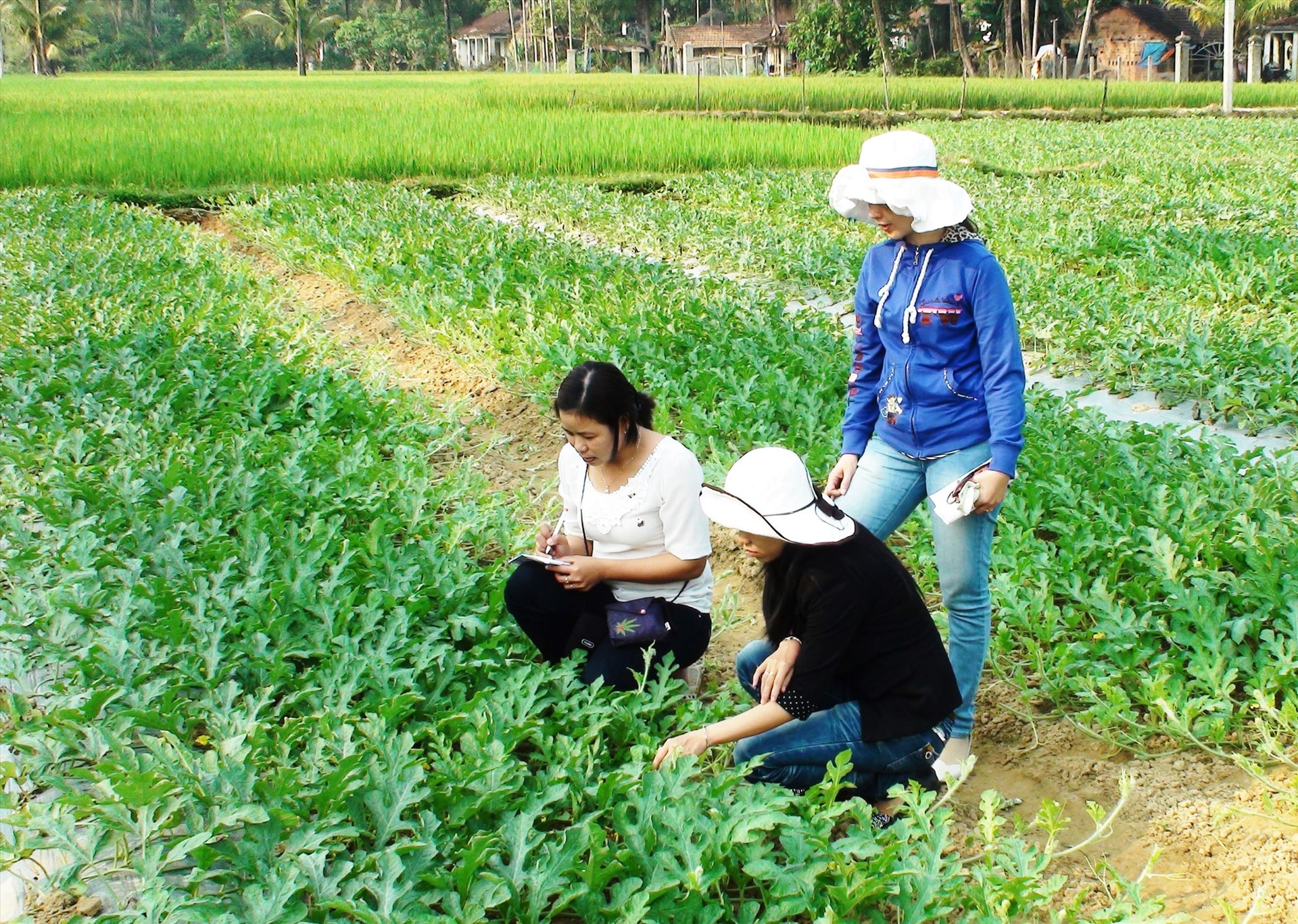 Chị Lợi và đồng nghiệp khảo sát các mô hình sản xuất nông nghiệp. Ảnh: D.L