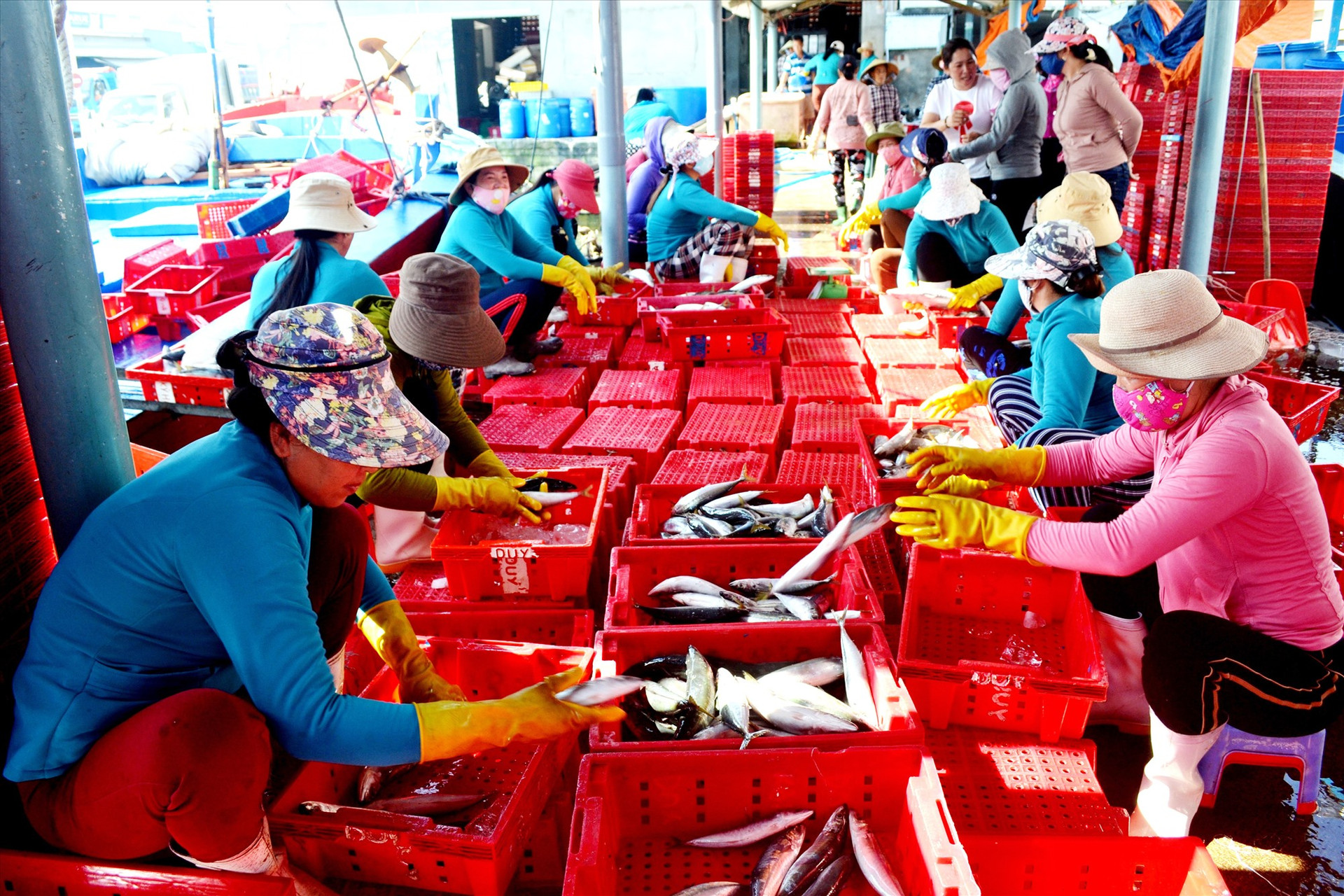 Quảng Nam đang nỗ lực thực hiện tiêu chí truy xuất nguồn gốc hải sản để góp sức cùng cả nước gỡ “thẻ vàng” thủy sản của EC. Ảnh: VIỆT NGUYỄN