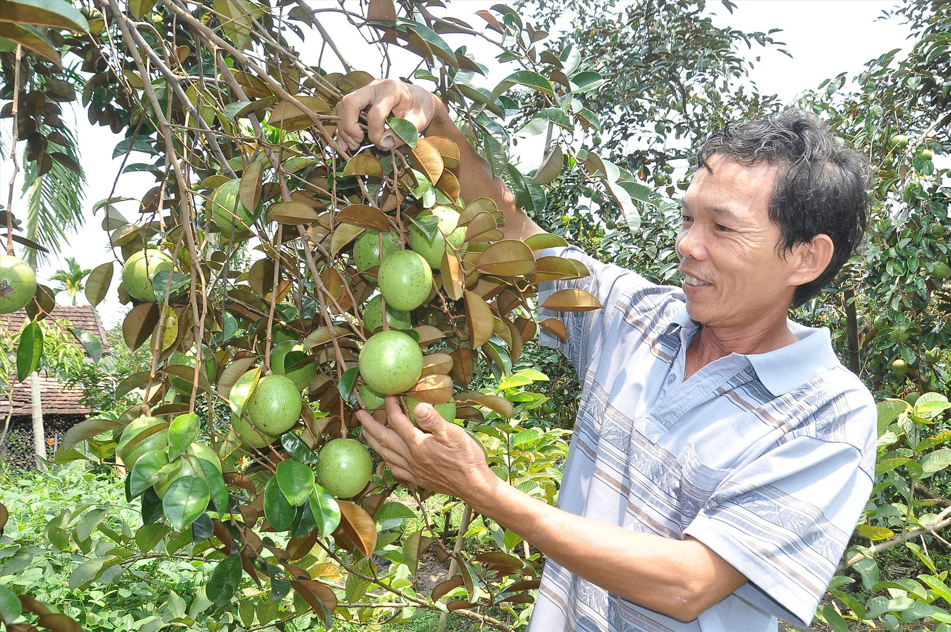 Từ chủ trương xây dựng NTM, cũng như nhiều hộ dân ở xã Tam Thái, ông Trương Văn Phú (thôn Hòa Bình) đã chủ động cải tạo vườn tạp trồng cây ăn quả cho giá trị kinh tế cao. Ảnh: VINH ANH