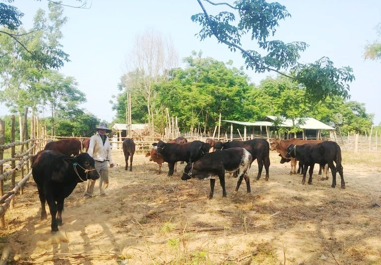 Nông dân Điện Bàn với dự án phát triển Tổ nghề nghiệp chăn nuôi bò sinh sản. (ảnh: N.Trang)