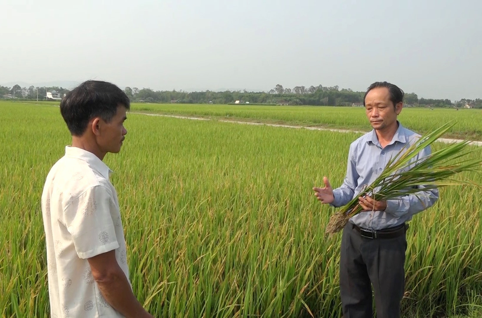 Cán bộ kỹ thuật Trung tâm Kỹ thuật Nông nghiệp huyện Thăng Bình hướng dẫn người dân nhận biết các loại sâu bệnh gây hại lúa.