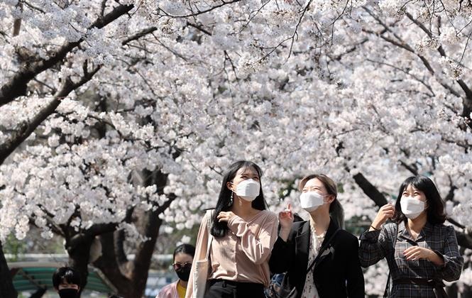 Người dân ngắm hoa anh đào nở rộ tại Daegu, Hàn Quốc trong bối cảnh dịch Covid-19 bùng phát mạnh. Ảnh: THX/TTXVN