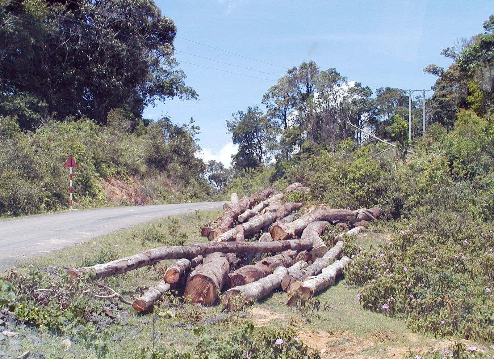 Đường trải dài đến đâu, nạn phá rừng càng mạnh và khó ngăn chặn đến đó.