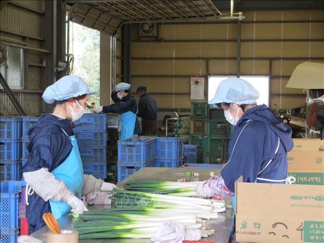 Thực tập sinh Việt Nam tại Công ty Cổ phần Carry System ở tỉnh Ibaraki đeo khẩu trang khi làm việc.  Ảnh: Đào Tùng/TTXVN