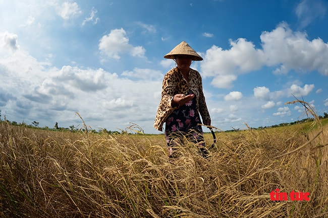 Những cánh đồng lúa trên địa bàn xã Mỹ Nhơn (huyện Ba Tri) chết cháy do hạn mặn.