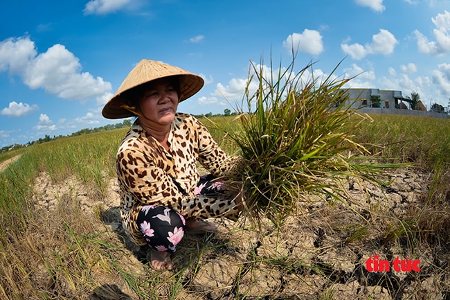 Chị Lê Thị Thúy ở ấp 2, xã Mỹ Nhơn (huyện Ba Tri) cầm trên tay những cây lúa bị nhiễm nhặn không thể thu hoạch được. Chị Thúy cho biết, gia đình trồng 7 công lúa vụ Đông Xuân đều bị thiệt hại 100%. 