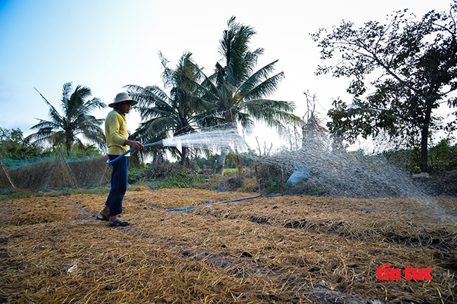 Anh Lê Quang Bảo (xã Mỹ Nhơn, huyện Ba Tri) bơm nước từ ao dự trữ để tưới cho vườn rau mới trồng.