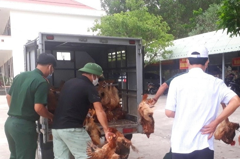 HTX Thực phẩm sạch Phú Ninh vận chuyển gà đến các khu cách ly vào sáng nay 7.4. Ảnh: HTX