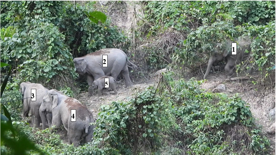 Ảnh ghi lại cá thể voi sinh sống tại Khu bảo tồn loài và sinh cảnh voi thuộc huyện Nông Sơn, trong đó có cá thể voi khoảng 1 tuổi.