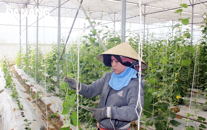 Huyện Hòa Vang đang đẩy mạnh hỗ trợ các mô hình khởi nghiệp hiệu quả trong lĩnh vực sản xuất nông nghiệp ứng dụng công nghệ cao. Ảnh: Hoàng Hiệp.