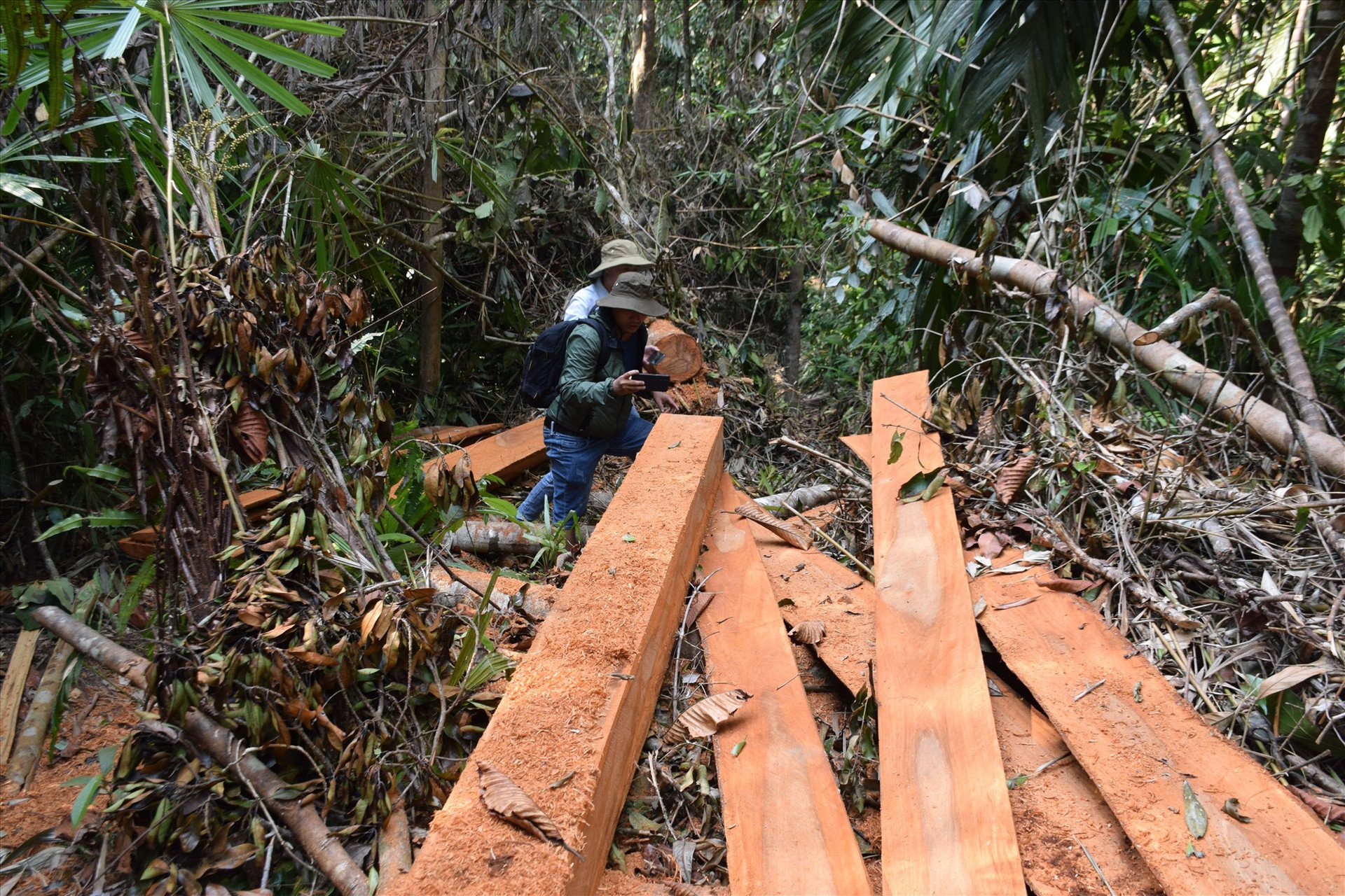 Hiện trường phá rừng đầu nguồn sông Nước Oa, Bắc Trà My hồi tháng 3.2020. Ảnh: T.N