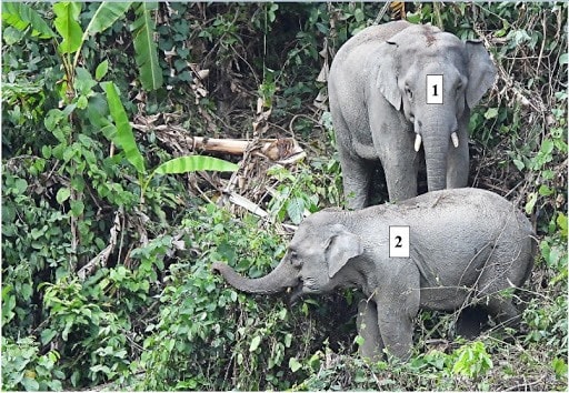 Elephants in a conservation area in Nong Son district, Quang Nam province