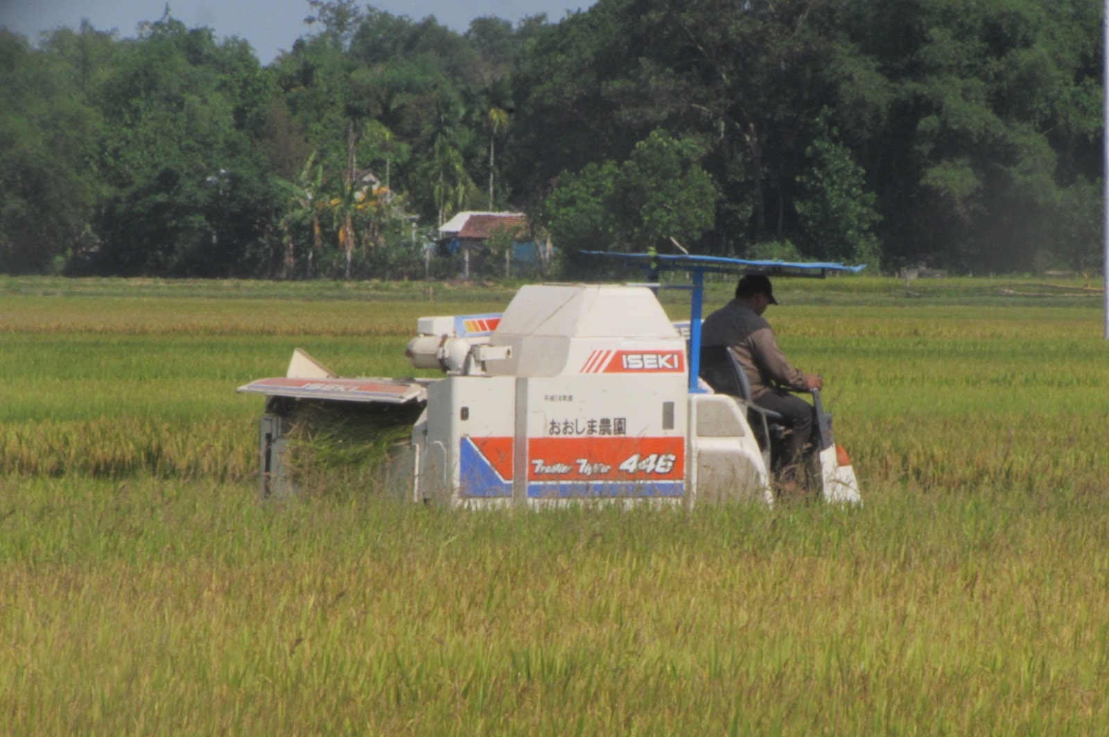 Toàn huyện đang tập trung thu hoạch vụ lúa đông xuân.