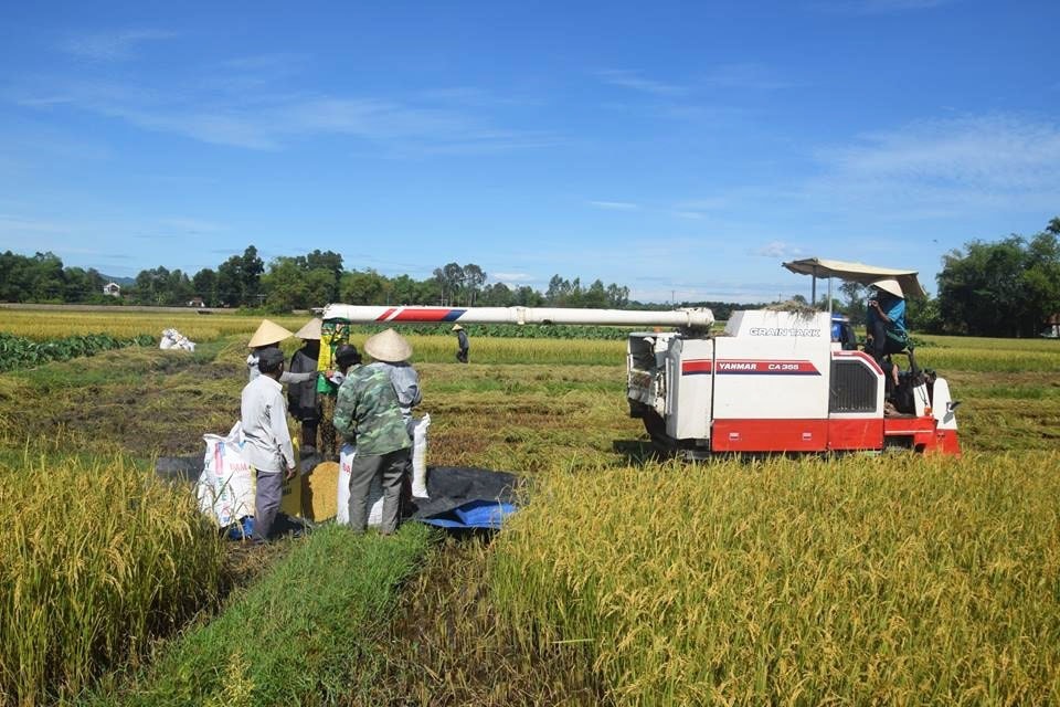 Nông dân Phú Ninh thu hoạch lúa. Ảnh: HOÀI AN