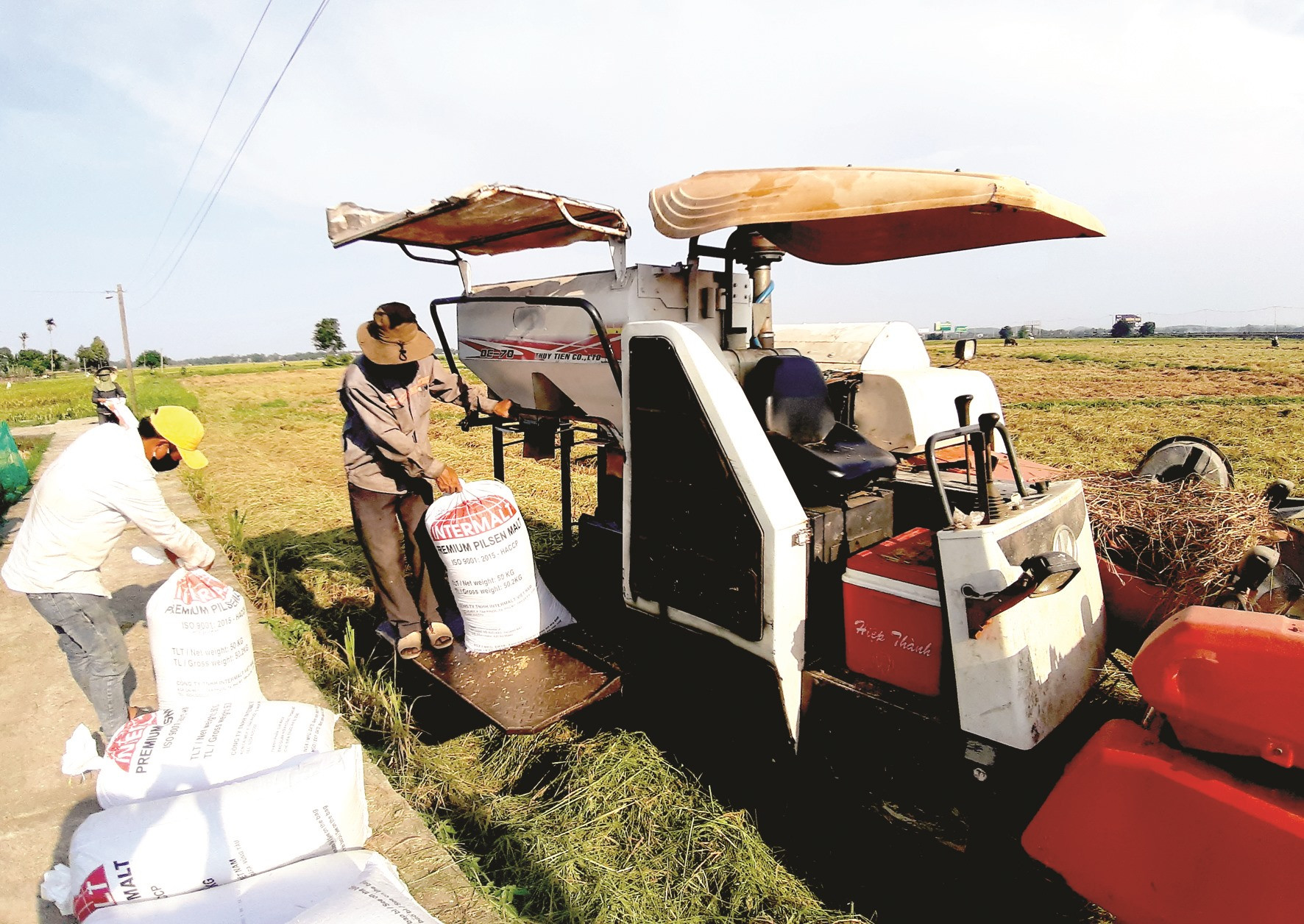 Nông dân trên địa bàn tỉnh đang khẩn trương thu hoạch lúa đông xuân. Ảnh: VĂN SỰ
