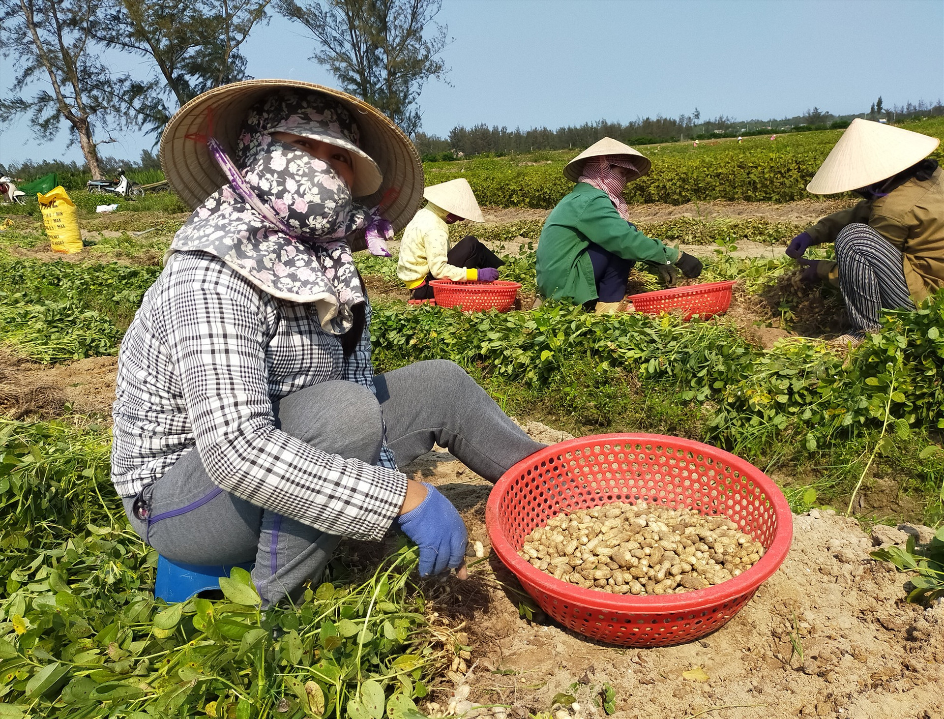 Vụ đông xuân 2019 - 2020, áp dụng phương thức sản xuất nông nghiệp thông minh, thích ứng với biến đổi khí hậu, nông dân xã Bình Giang tiết kiệm khá lớn chi phí sản xuất, cây đậu phụng cho năng suất cao. Ảnh: T.CHÂU
