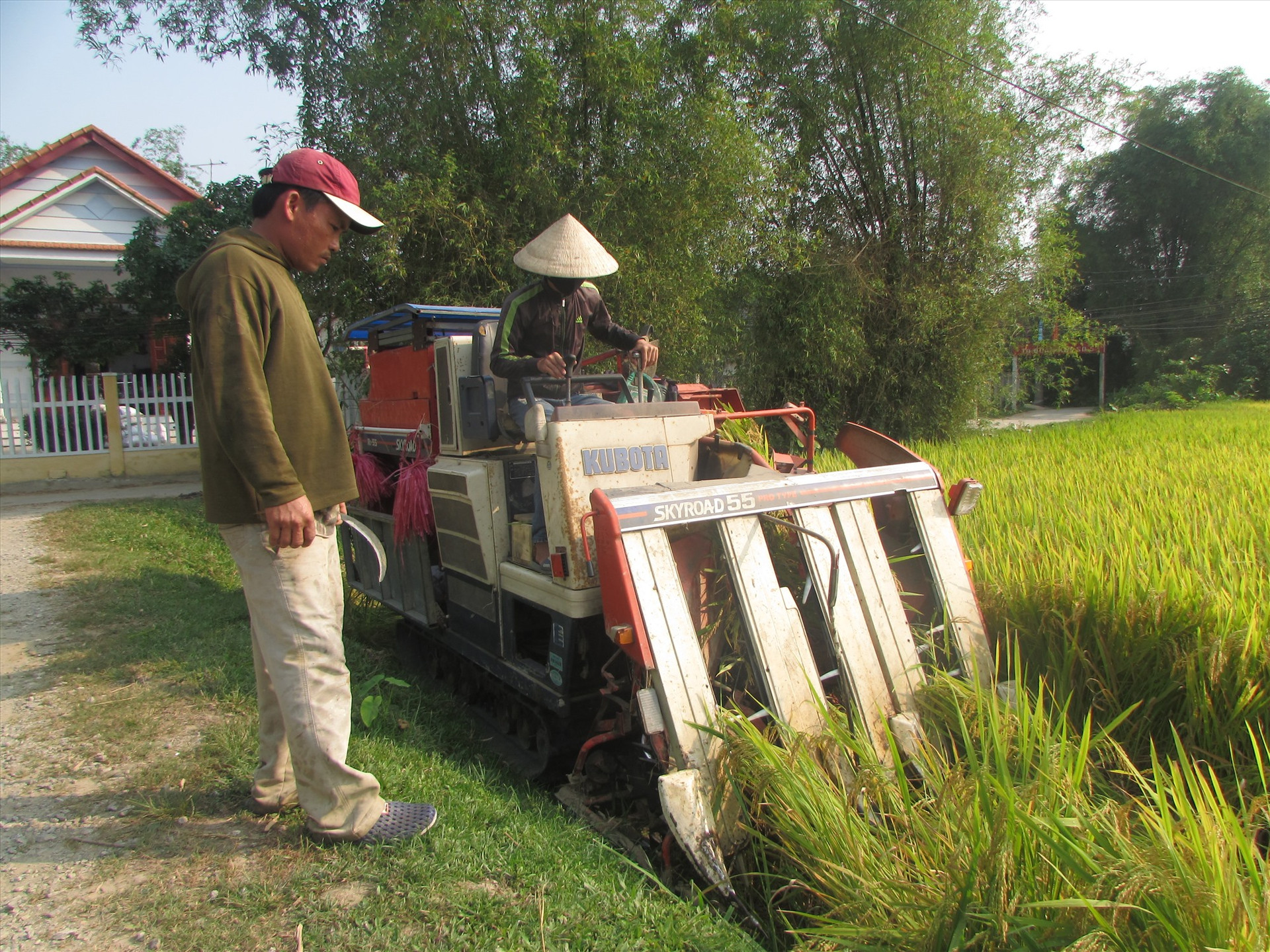 Nông dân thu hoạch lúa ở xã Tam Mỹ Đông. Ảnh: V.P