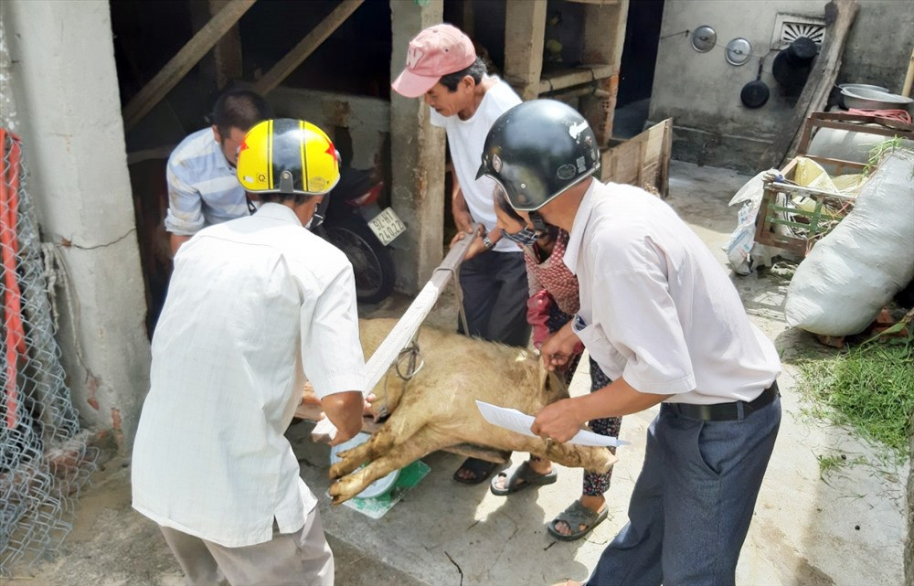 Từ sau ngày 31.12.2019 đến nay, nhiều hộ chăn nuôi ở Thăng Bình có heo bị tiêu hủy do bệnh dịch tả lợn châu Phi vẫn chưa được nhận tiền hỗ trợ. Ảnh: CTV