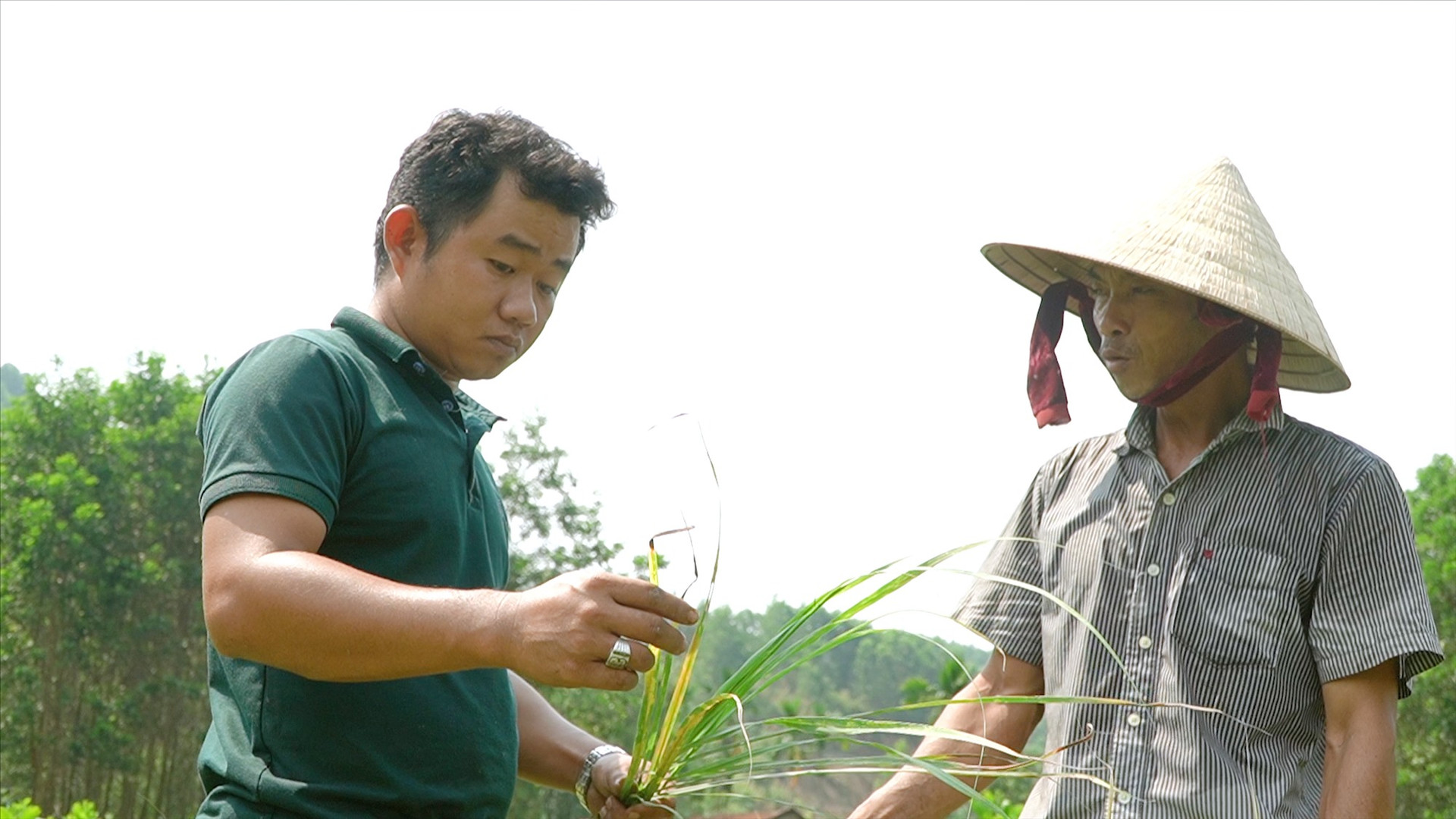 Anh Trần Hùng Nam (bên trái) thu gom cây sả chanh của địa phương để sản xuất tinh dầu. Ảnh: PHAN VINH