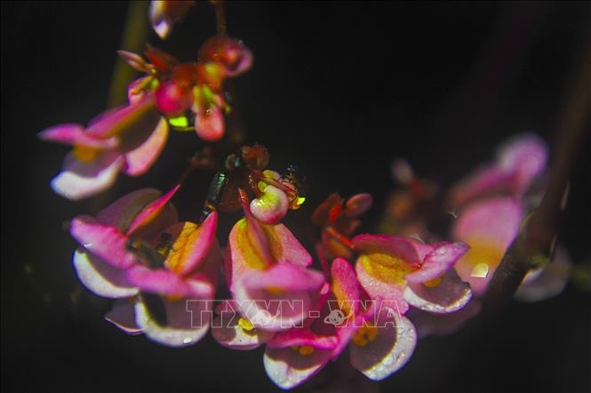 Mùa đom đóm Cúc Phương thường bắt đầu từ tháng 4 dương lịch, kéo dài tận cuối mùa thu. 