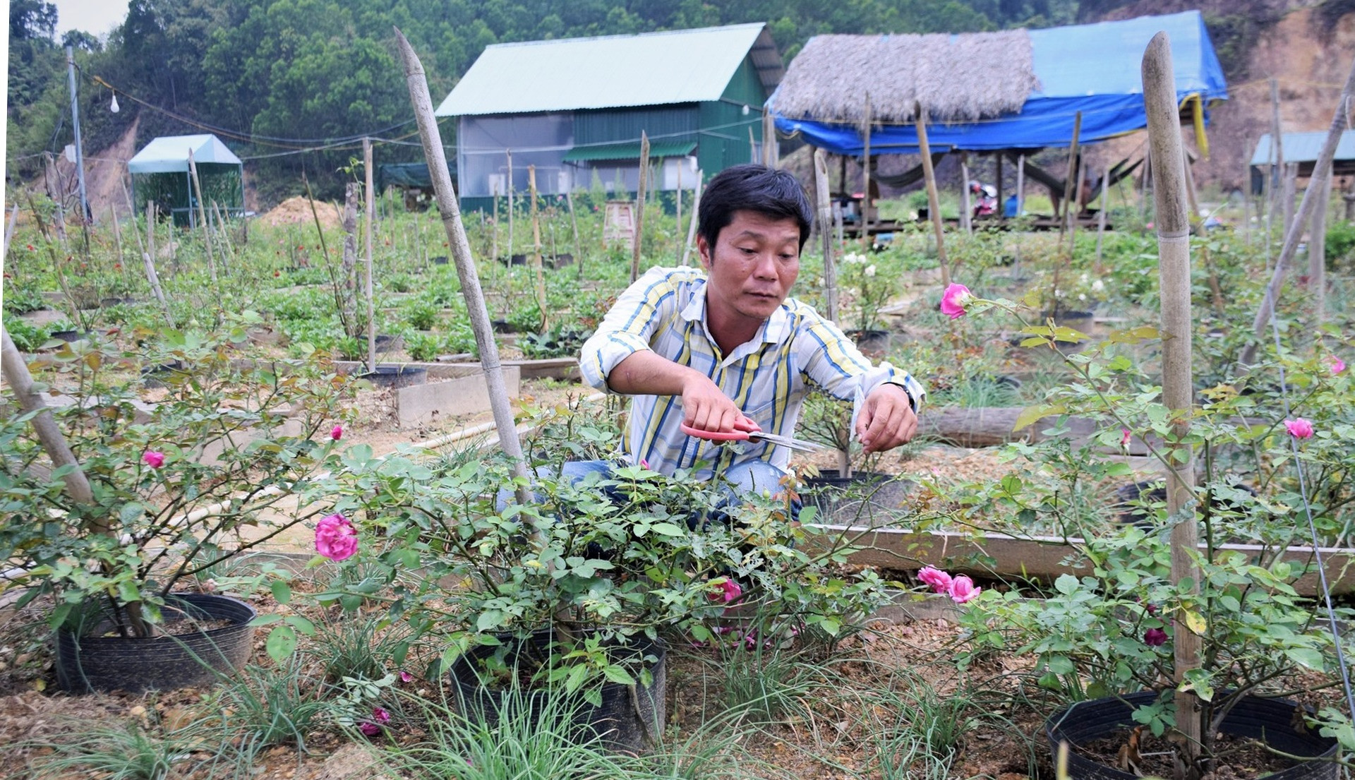 Anh Nguyễn Xuân Minh chăm sóc vườn hoa hồng. Ảnh: THANH THẮNG