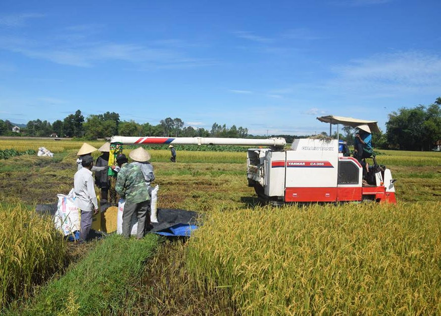 Nông dân Phú Ninh thu hoạch lúa. Ảnh: THANH THẮNG