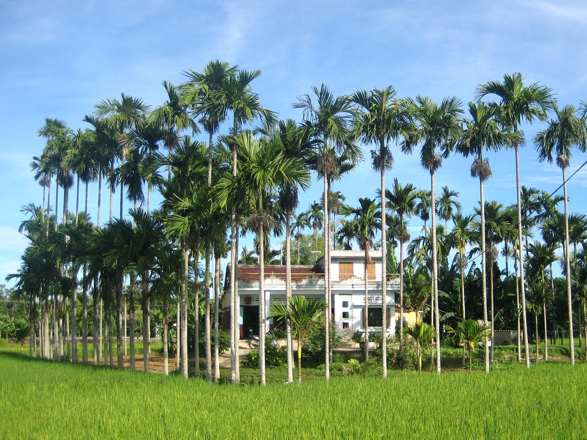 Làng quê Điện Bàn. Ảnh: PHƯƠNG THẢO