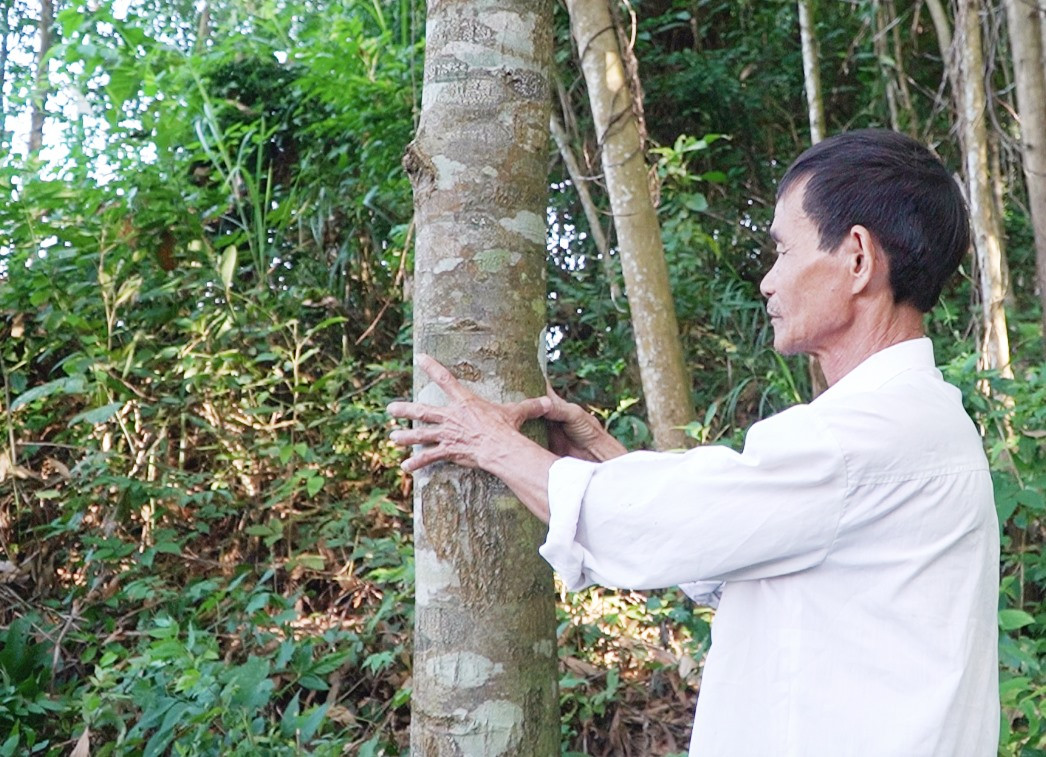 Nhiều khó khăn, bất cập trong quy định đã làm cho việc thu hồi đất rừng phòng hộ Phú Ninh bị kéo dài, keo của người dân đã đến lúc khai thác. Ảnh: PHAN VINH