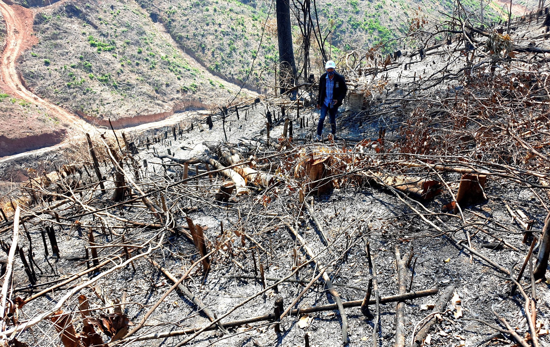 Nhiều khu vực rừng bị cháy rụi, ước tính diện tích bị ảnh hưởng khoảng 10ha. Ảnh: Đ.N