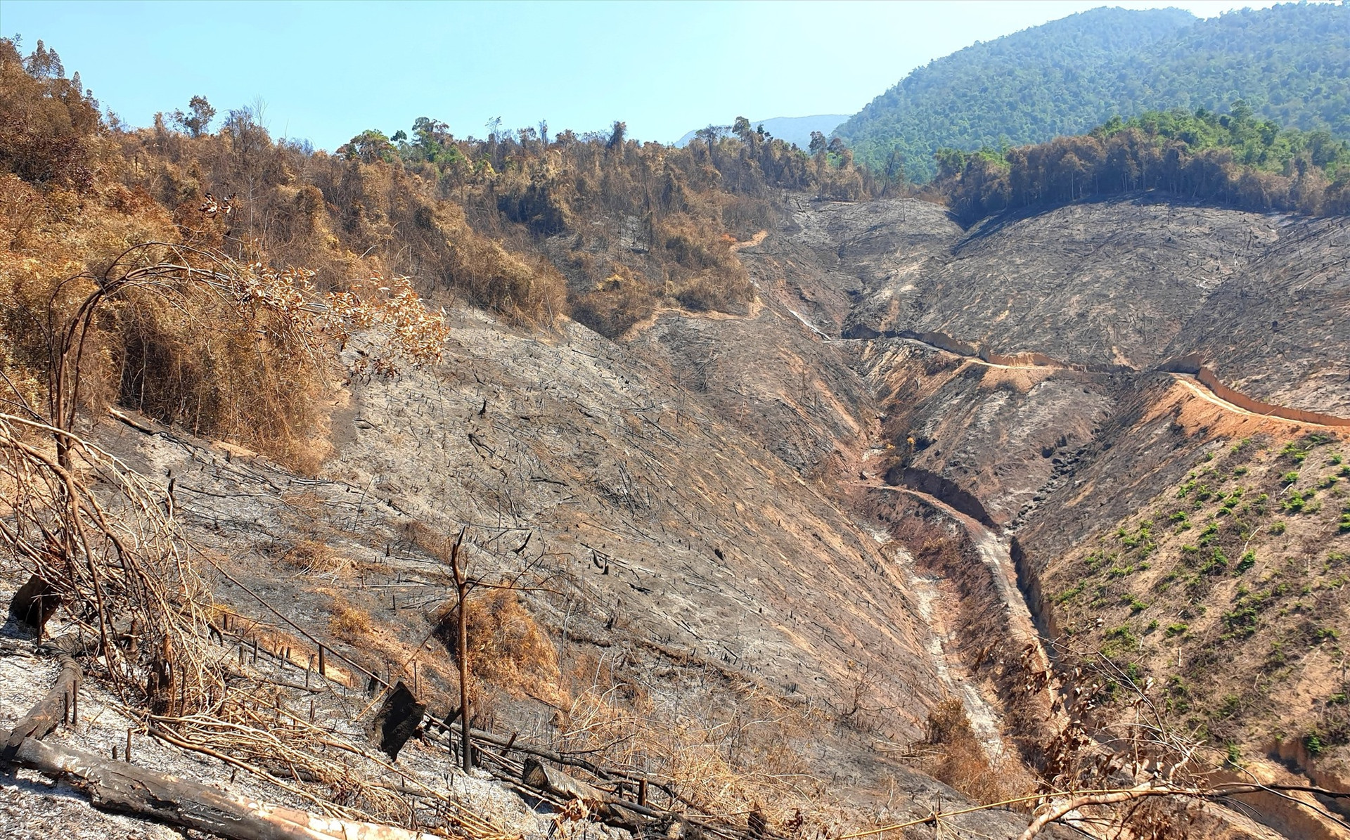 Hiện trường vụ cháy rừng trồng keo sát rừng phòng hộ ở Đông Giang. Ảnh: Đ.N