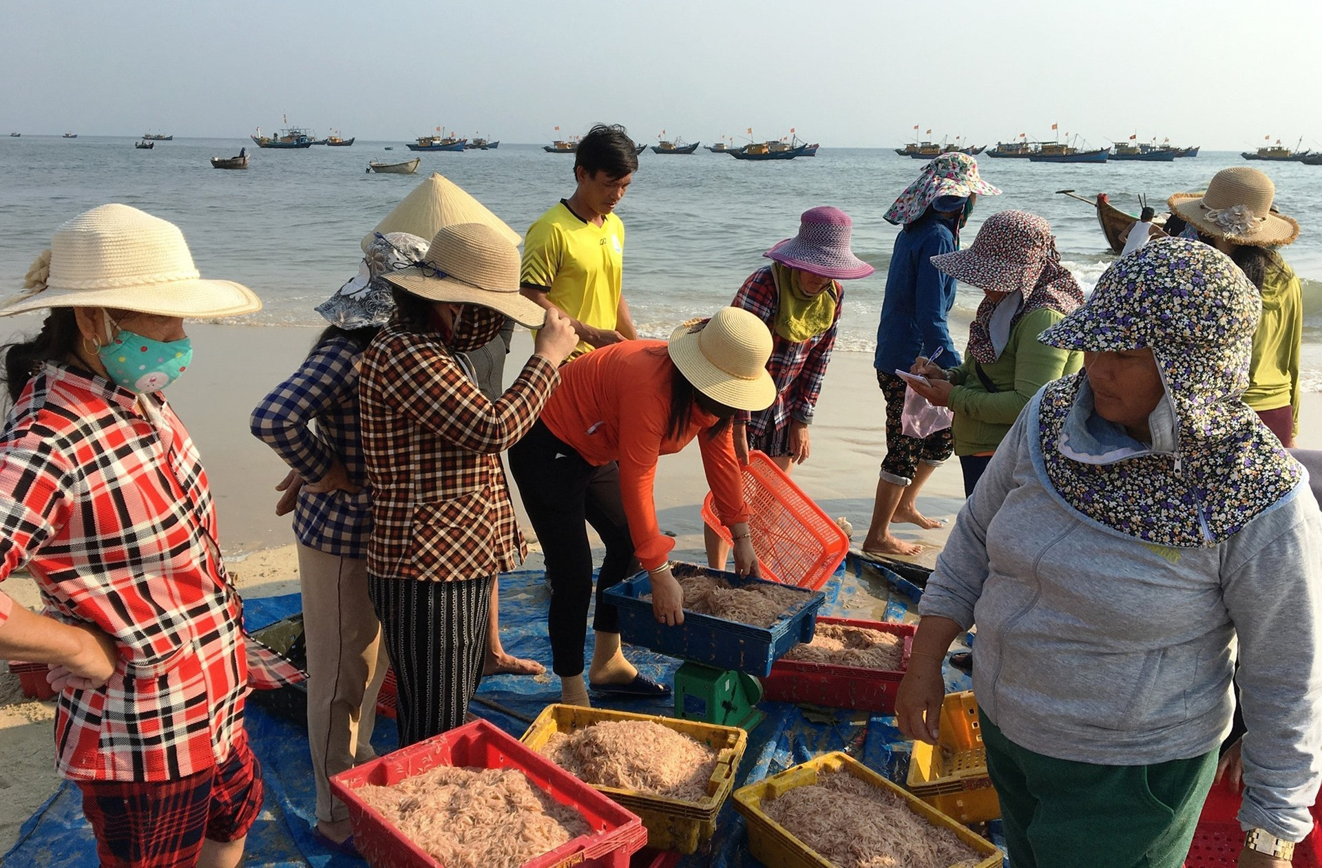 Ruốc đang được thu mua tại chợ hải sản thôn Hà Lộc (xã Tam Tiến, huyện Núi Thành). Ảnh: KL