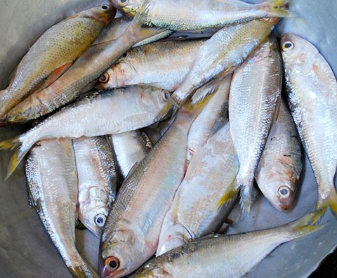 Con cá mòi nước ngọt sông Thu là món ăn đặc sản của người dân các xã Duy Tân, Duy Thu, huyện Duy Xuyên và vùng Đại Thắng, Đại Thạnh, huyện Đại Lộc. Ảnh: H.L