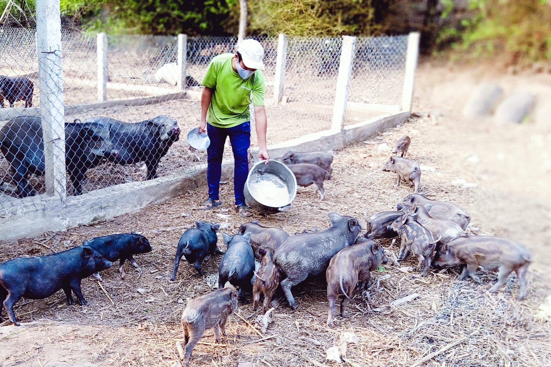 Mô hình chăn nuôi heo rừng lai kết hợp nuôi gà ta thả vườn của Tổ hợp tác chăn nuôi Hồng Trung, thôn Đầu Gò, Đại Sơn bước đầu phát huy hiệu quả. Ảnh: HOÀNG LIÊN