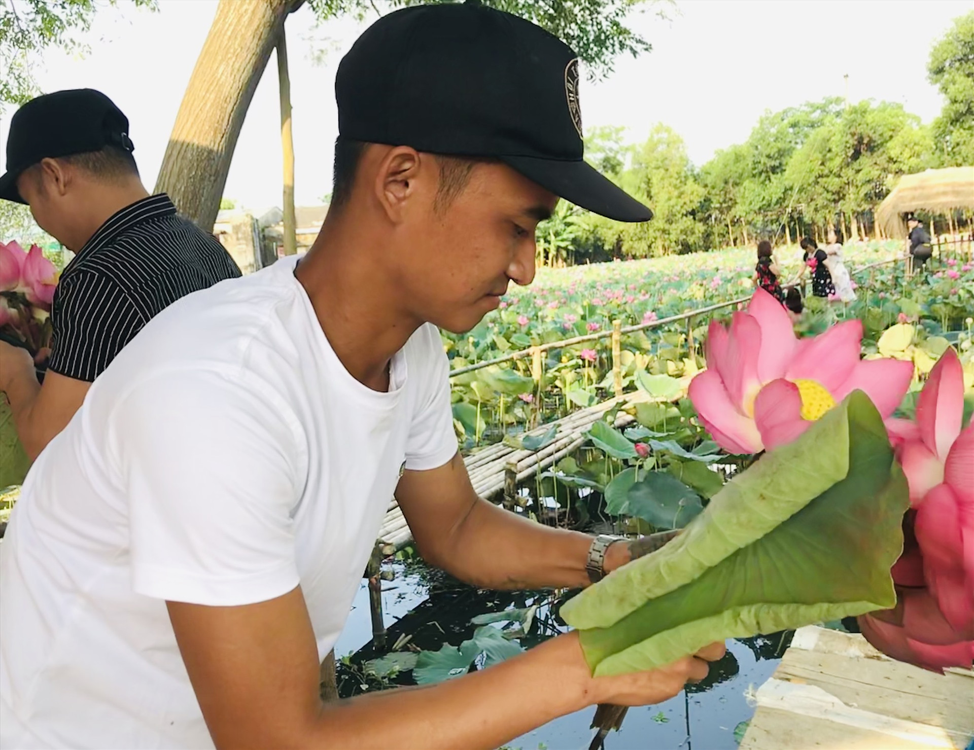 Anh Mai Chí Công (27 tuổi) khởi nghiệp với hồ sen rộng 1ha kết hợp du lịch ở thôn Nông Sơn 1, xã Điện Phước, Điện Bàn. Ảnh: C.N